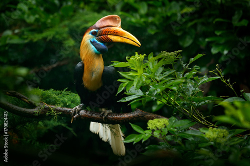 Knobbed Hornbill, Rhyticeros cassidix, from Sulawesi, Indonesia. Rare exotic bird detail eye portrait. Big red eye. Beautiful jungle hornbill, wildlife scene from Asia nature. Travelling in Indonesia.