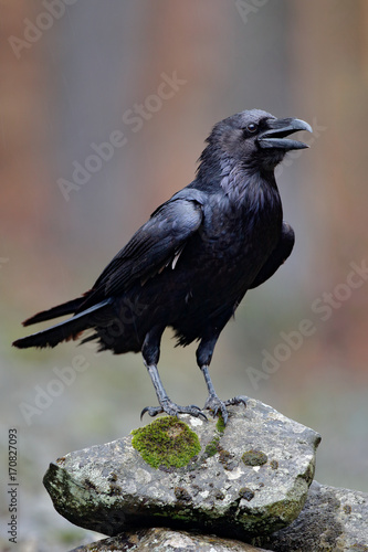 Raven with open beak sitting on the stone. Moose stone with black bird. Black bird in the nature habitat. Raven on the rock. Wildlife scene from nature. Bird with big bill. Forest bird during autumn.