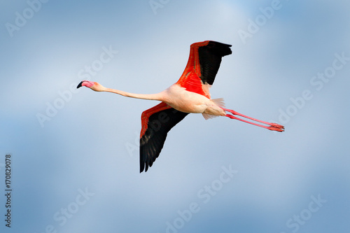 Flamingo in fly. Pink bird on the blue. Action wildlife scene from nature. Nature travel in France. Flying Greater Flamingo, Phoenicopterus ruber, pink big bird with clear blue sky, Camargue, France.