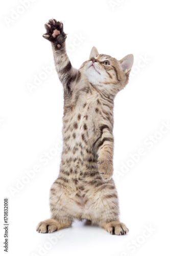 Funny kitten cat standing with raised paw isolated
