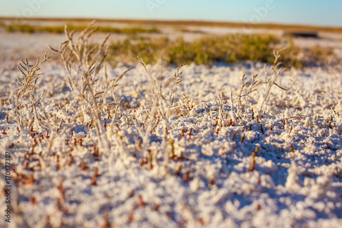 Steppe saline soils of Kazakhstan