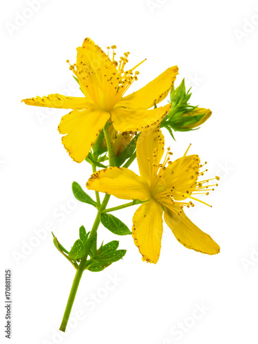 St. John's wort (Hypericum perforatum) isolated without shadow