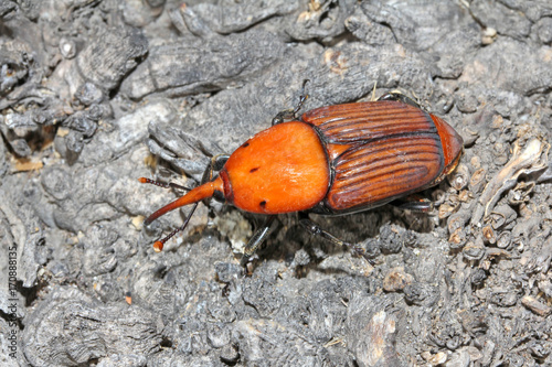 punteruolo rosso delle palme (Rhyncophorus ferrugineus)