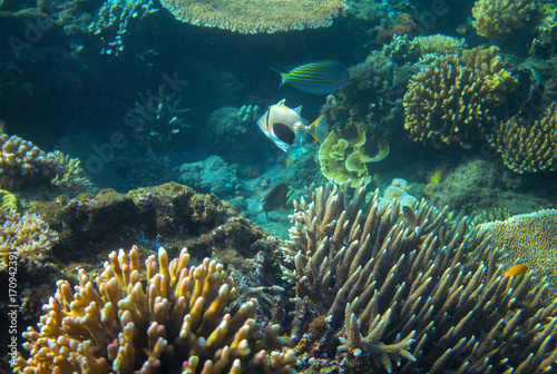 Triggerfish Picasso in coral reef. Tropical seashore inhabitants underwater photo.