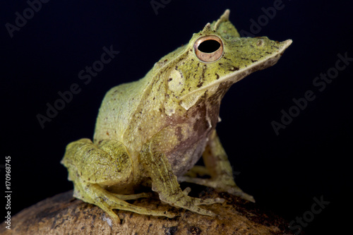 Solomon Island Leaf Frog, Ceratobatrachus guentheri