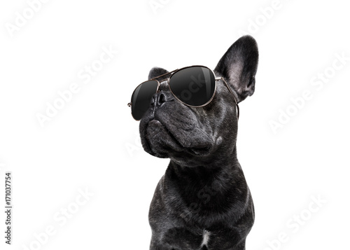 pozowanie pies w okularach przeciwsłonecznych