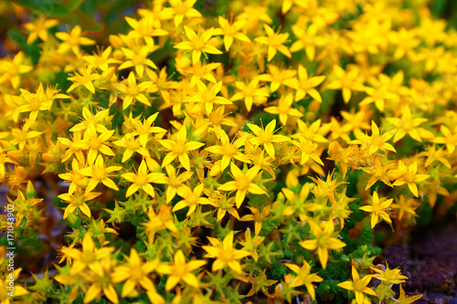 beam flowers of St. John's wort