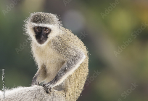 vervet monkey