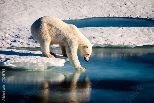 Majestic polar bear looking into mirror