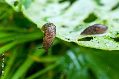 Reticulated slug (Deroceras sturangi, Deroceras agreste, Deroceras reticulatum) on green leaf of cabbage