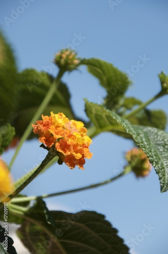 Lantana camara