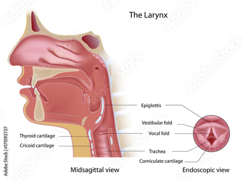 Anatomy of voice box midsagittal section and from top (endoscopic view)