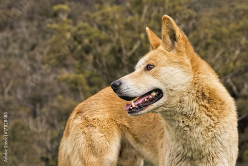 Australian Dingo