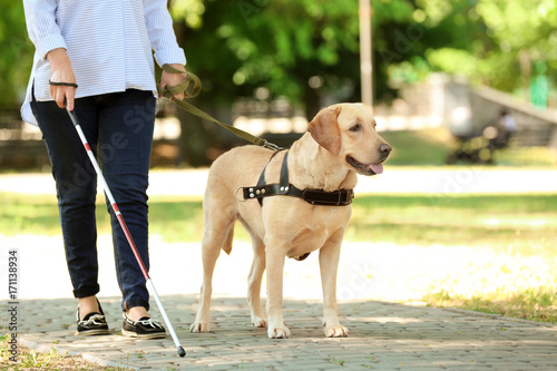 Guide dog helping blind woman in park