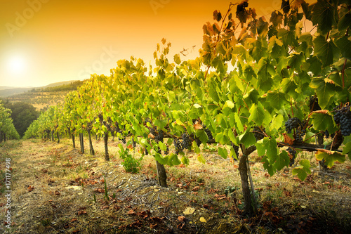 Beautiful landscape of Vineyards in Tuscany at sunset. Chianti region in summer season. Italy.