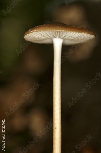 Mushrooms in the forest floor