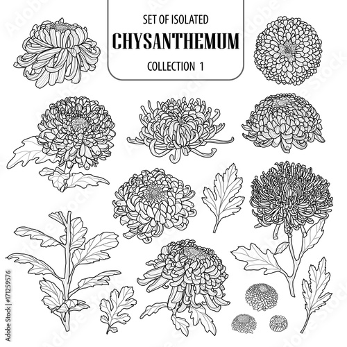 Set of isolated chrysanthemum collection 1. Cute flower illustration in hand drawn style. Black outline and white plane on white background.