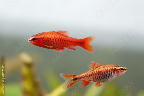 Pair red orange exotic aquarium fishes macro view. Puntius titteya male female barb swimming. Aquatic nature still life scene. Shallow depth of field