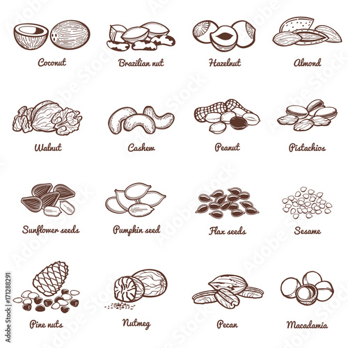 Edible nuts and seeds vector icons. Protein healthy food set