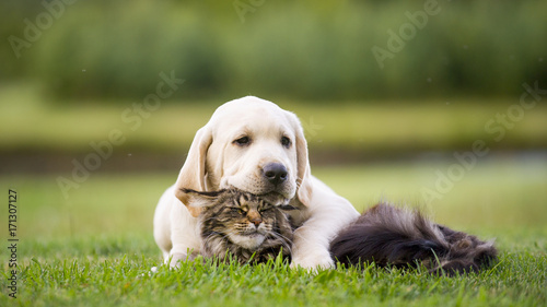 cute puppy an cat friendship