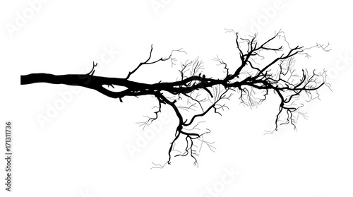 Dry Tree Branch Vector Shape Design