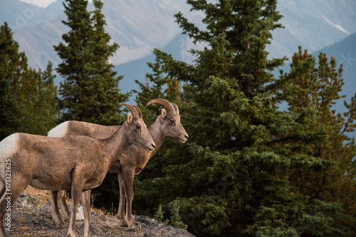 Bighorn Sheep in Banff National Park - Canada