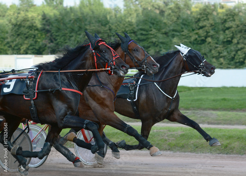 The three horses trotter breed on speed on racetrack. Harness horse racing. 