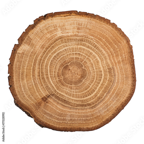 Tree wood cut isolated on white background.