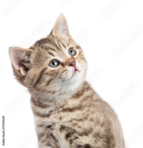 funny cat looking up portrait isolated