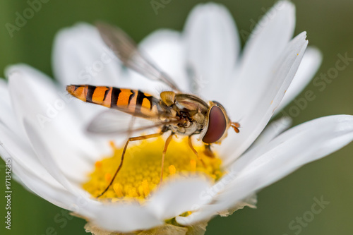 hoverfly on a daisy