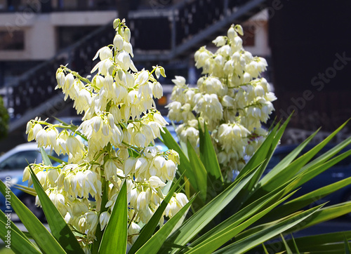 Blooming yucca plants growing in the street in Tenerife,Canary Islands,Spain.Spanish bayonet tree.Yucca aloifolia.Selective focus.