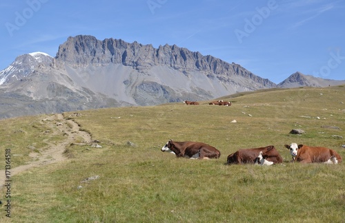Vaches laitières de race l'Abondance, en alpage, dans le Parc National de la Vanoise, Alpes Françaises