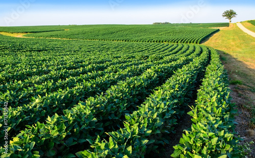 Soybean field in Central Illinois