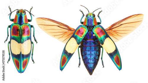 Chrysochroa ocellata jewel beetle