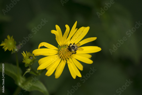 bee on a yellow flower