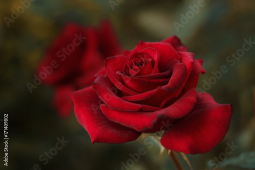 Close up of red rose in the garden in dark background.
