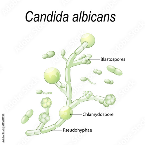 Candida albicans