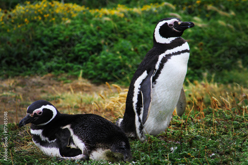 Penguin, Falkland Island