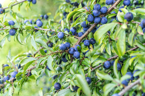 Blackthorn shrub / Blackthorn shrub with ripe fruits