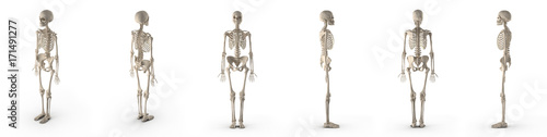 medical accurate female skeleton renders set from different angles on a white. 3D illustration