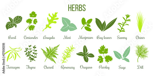 Big icon set of flat culinary herbs. sage, thyme, rosemary, basil