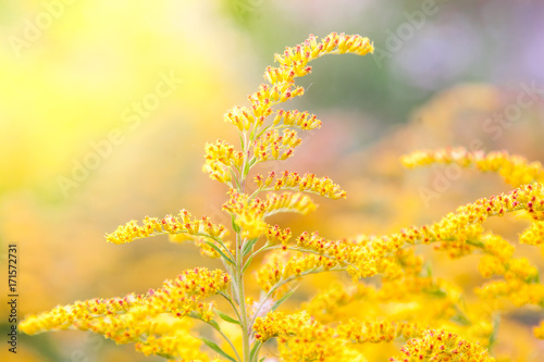 Inflorescences of a yellow field flower of a goldenrod