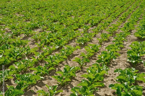 Beet field in Normandy