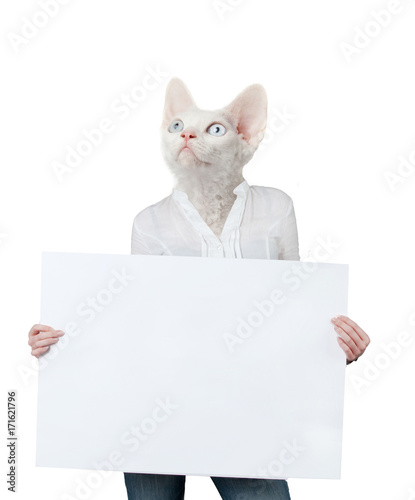 Cat standing up holding a blank sign. kitten with blank billboard