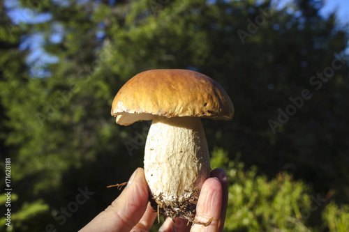 White mushroom in a hand on a background of trees. The food in the forest, porcini