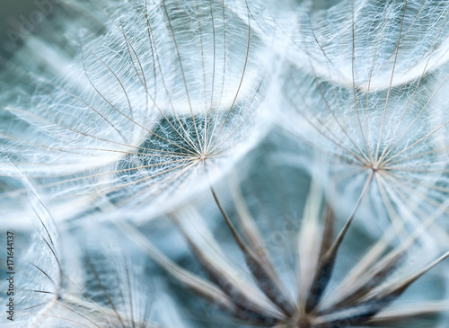  natural backdrop of the fluffy seeds of the dandelion flower in a delicate sky blue colours