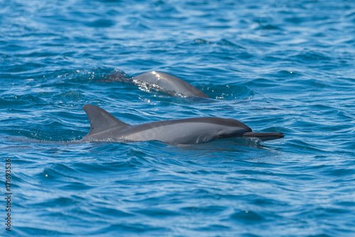 Spinner dolphin, Stenella longirostris, swimming in Pacific ocean 