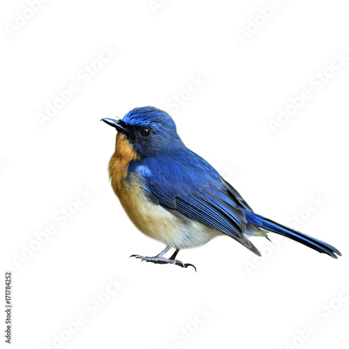 Hill blue flycatcher (Cyornis banyumas) beautiful tiny blue bird fully standing isolated on white background, fascinated nature