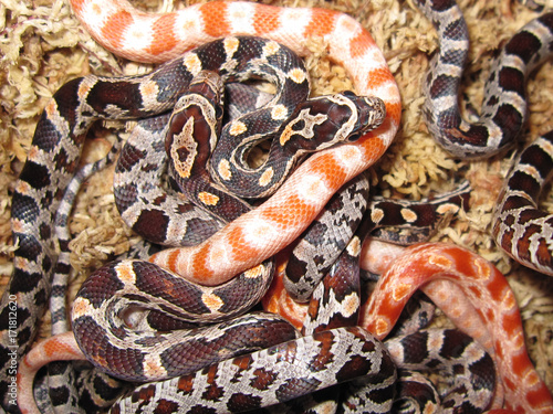 close up of young newborn corn snakes Pantherophis guttatus