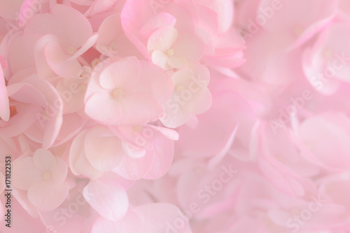 Close up a group of pink and white Hydrangea.